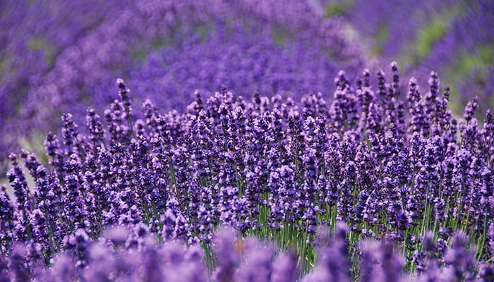 Lavender By The Bay In Calverton - North Fork Real Estate Showcase